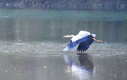 great blue heron thumbnail graphic